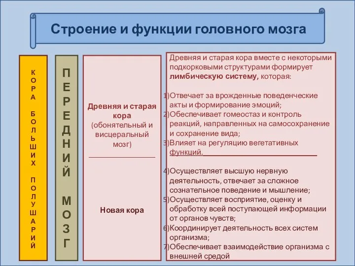 Строение и функции головного мозга К О Р А Б О