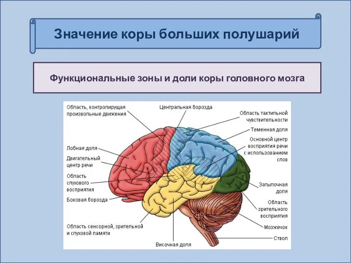 Значение коры больших полушарий Функциональные зоны и доли коры головного мозга