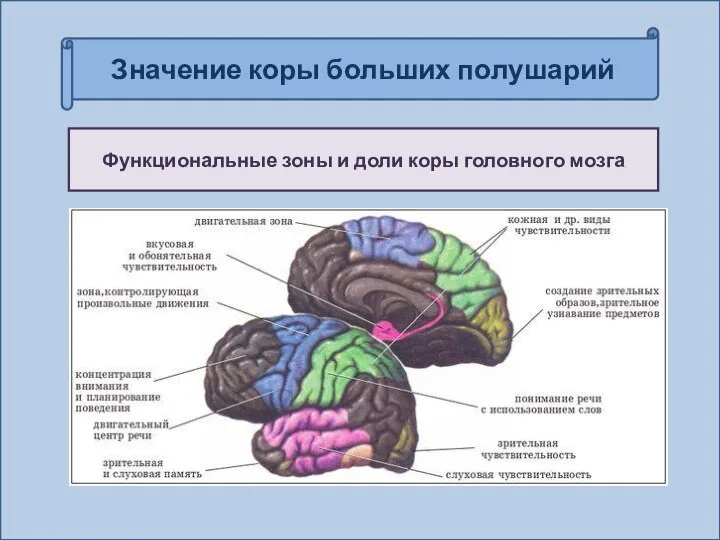 Значение коры больших полушарий Функциональные зоны и доли коры головного мозга