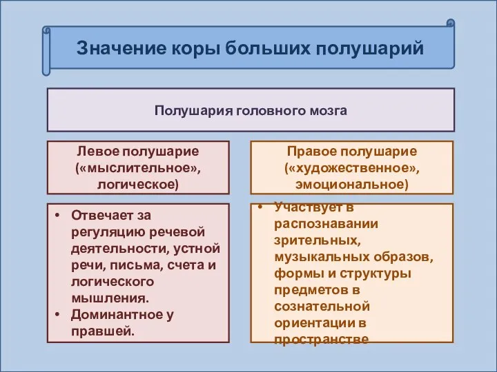 Значение коры больших полушарий Полушария головного мозга Левое полушарие («мыслительное», логическое)