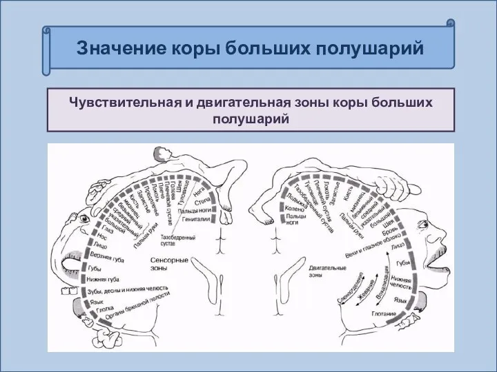 Значение коры больших полушарий Чувствительная и двигательная зоны коры больших полушарий