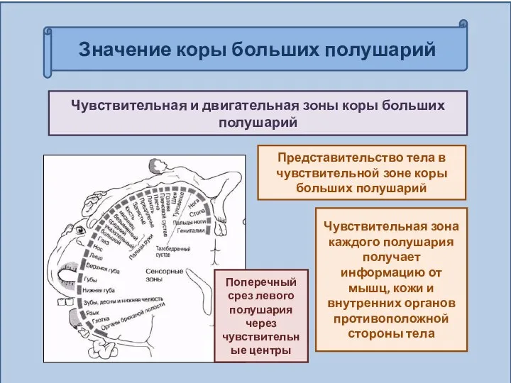 Значение коры больших полушарий Чувствительная и двигательная зоны коры больших полушарий