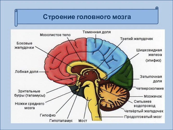 Строение головного мозга