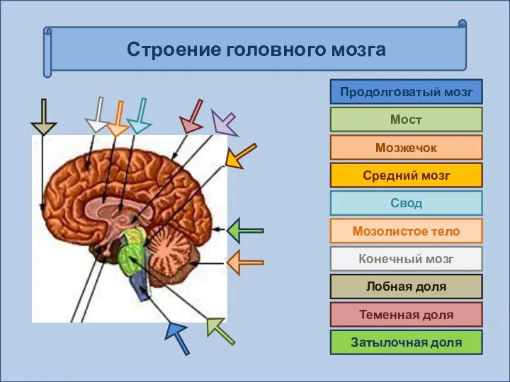 Строение головного мозга Продолговатый мозг Мост Мозжечок Средний мозг Свод Мозолистое