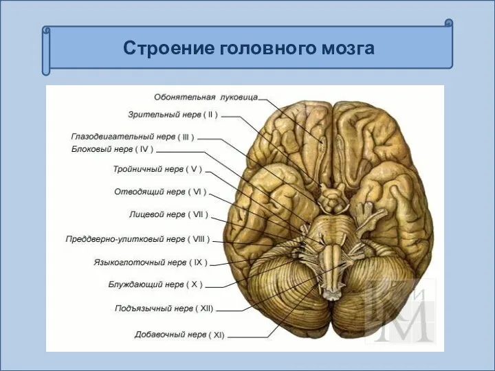 Строение головного мозга