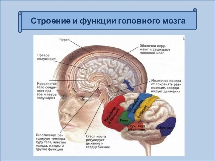 Строение и функции головного мозга