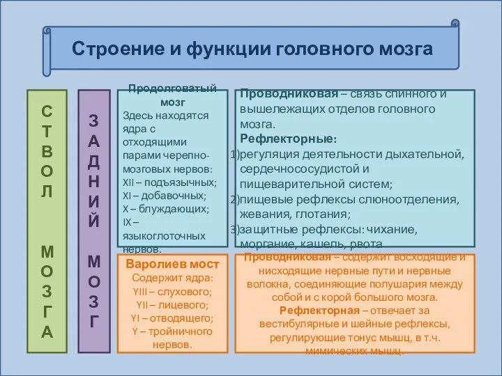 Строение и функции головного мозга С Т В О Л М