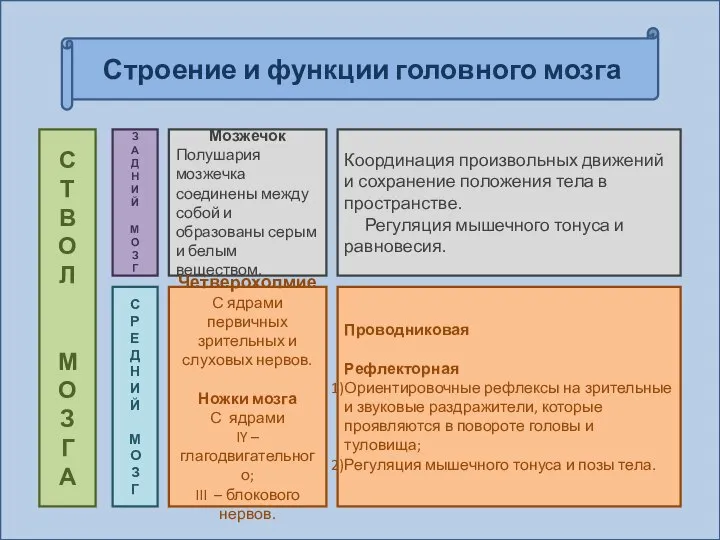 Строение и функции головного мозга С Т В О Л М