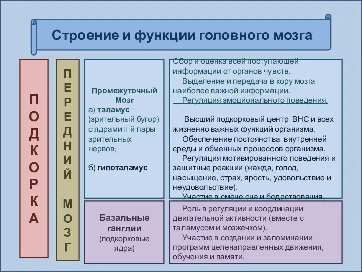 Строение и функции головного мозга П О Д К О Р