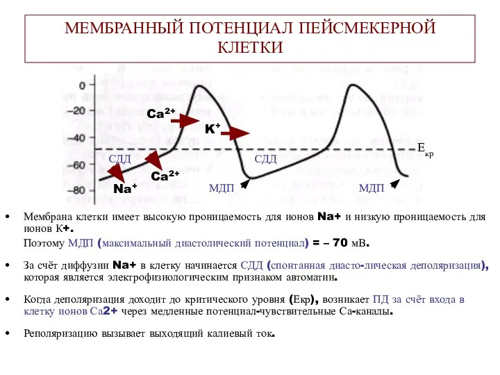 Мембрана клетки имеет высокую проницаемость для ионов Na+ и низкую проницаемость