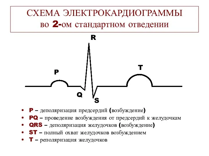 СХЕМА ЭЛЕКТРОКАРДИОГРАММЫ во 2-ом стандартном отведении P – деполяризация предсердий (возбуждение)