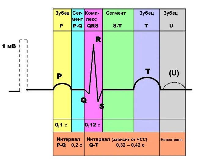 P Q R S T (U) Зубец Сег- Комп- Сегмент Зубец
