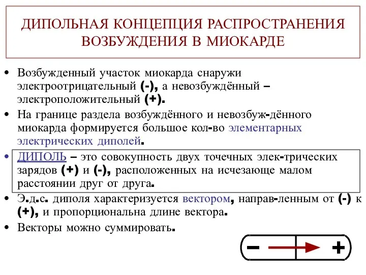 ДИПОЛЬНАЯ КОНЦЕПЦИЯ РАСПРОСТРАНЕНИЯ ВОЗБУЖДЕНИЯ В МИОКАРДЕ Возбужденный участок миокарда снаружи электроотрицательный