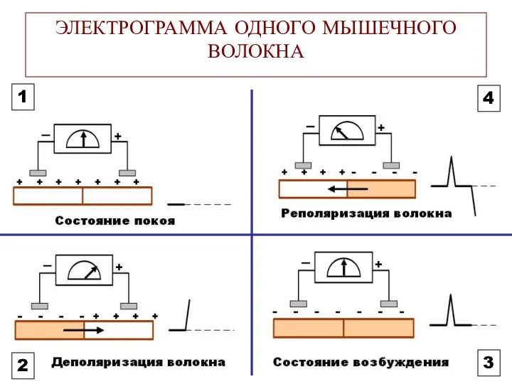 ЭЛЕКТРОГРАММА ОДНОГО МЫШЕЧНОГО ВОЛОКНА 1 2 3 4