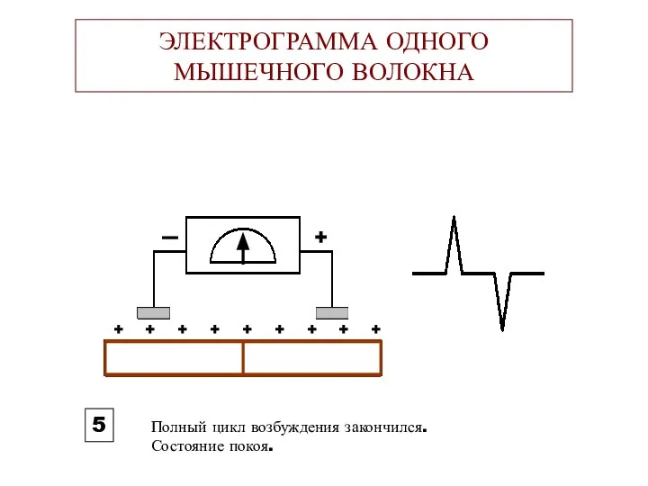 ЭЛЕКТРОГРАММА ОДНОГО МЫШЕЧНОГО ВОЛОКНА + 5 + + + + +