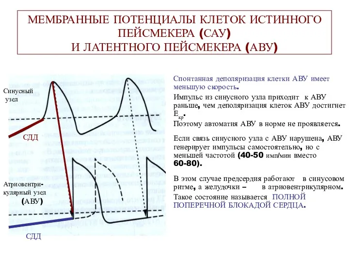 МЕМБРАННЫЕ ПОТЕНЦИАЛЫ КЛЕТОК ИСТИННОГО ПЕЙСМЕКЕРА (САУ) И ЛАТЕНТНОГО ПЕЙСМЕКЕРА (АВУ) Спонтанная