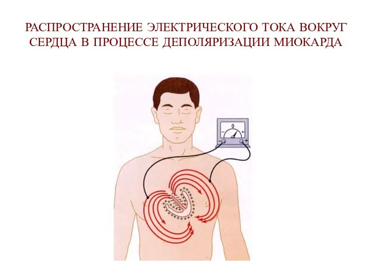 РАСПРОСТРАНЕНИЕ ЭЛЕКТРИЧЕСКОГО ТОКА ВОКРУГ СЕРДЦА В ПРОЦЕССЕ ДЕПОЛЯРИЗАЦИИ МИОКАРДА