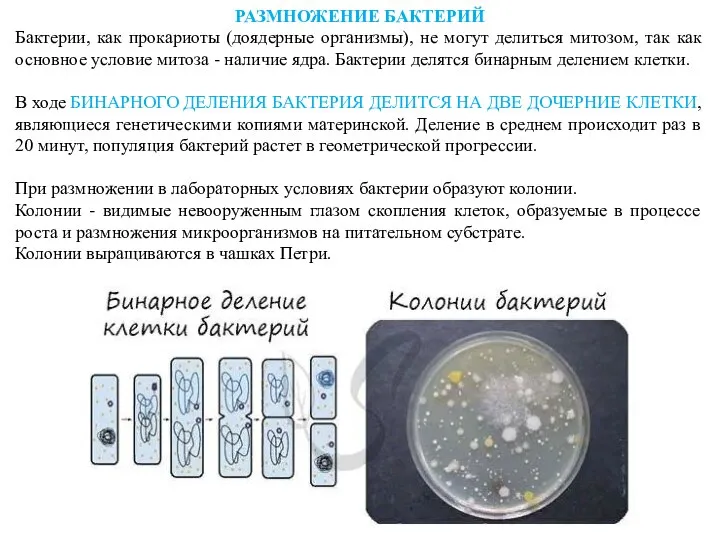 РАЗМНОЖЕНИЕ БАКТЕРИЙ Бактерии, как прокариоты (доядерные организмы), не могут делиться митозом,