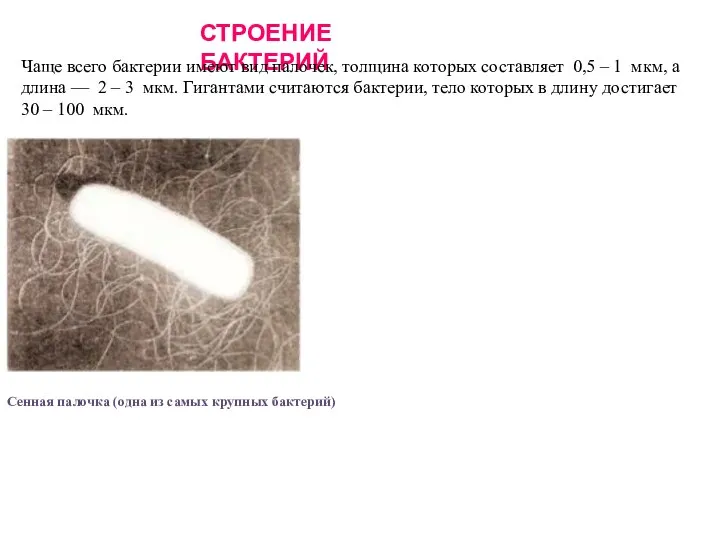 СТРОЕНИЕ БАКТЕРИЙ Чаще всего бактерии имеют вид палочек, толщина которых составляет