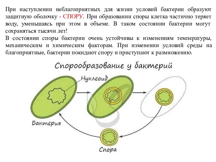 При наступлении неблагоприятных для жизни условий бактерии образуют защитную оболочку -