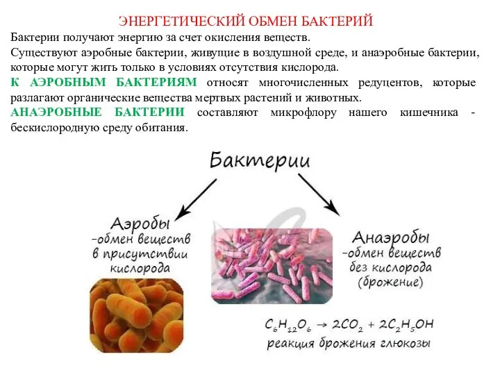 ЭНЕРГЕТИЧЕСКИЙ ОБМЕН БАКТЕРИЙ Бактерии получают энергию за счет окисления веществ. Существуют