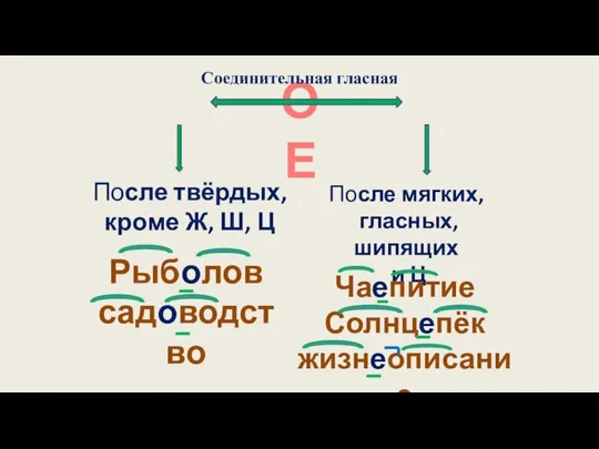 О Е После твёрдых, кроме Ж, Ш, Ц После мягких, гласных,