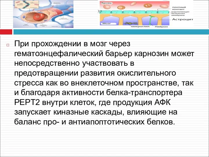 При прохождении в мозг через гематоэнцефалический барьер карнозин может непосредственно участвовать