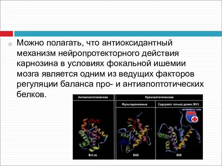 Можно полагать, что антиоксидантный механизм нейропротекторного действия карнозина в условиях фокальной