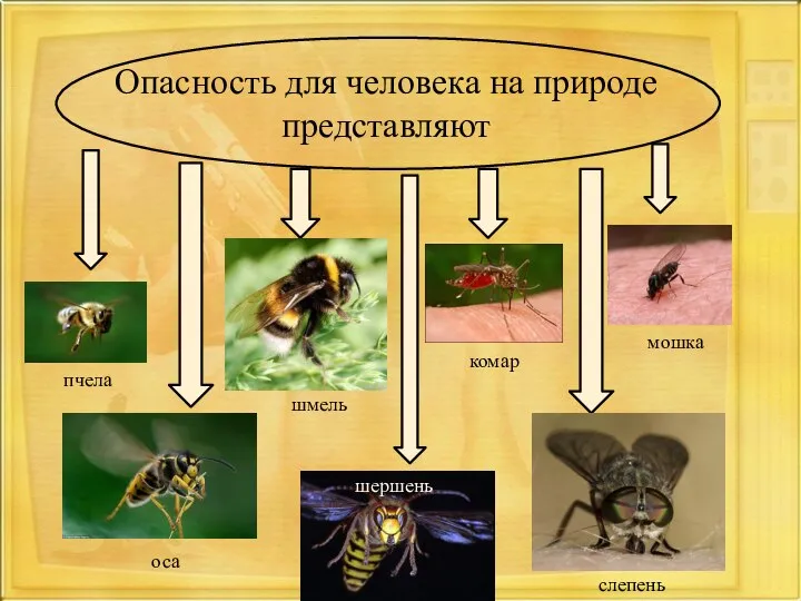 Опасность для человека на природе представляют пчела оса шмель шершень слепень мошка комар