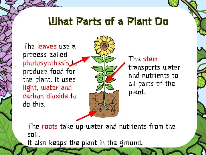 What Parts of a Plant Do The stem transports water and