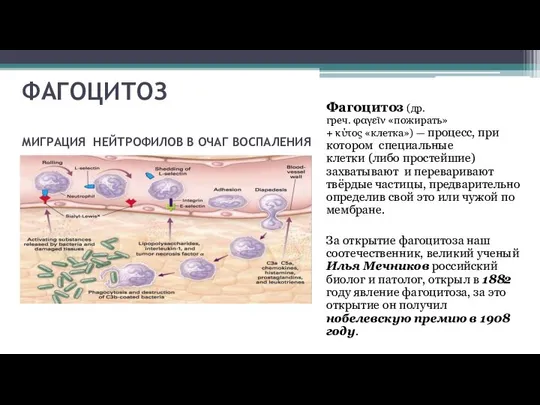 ФАГОЦИТОЗ МИГРАЦИЯ НЕЙТРОФИЛОВ В ОЧАГ ВОСПАЛЕНИЯ Фагоцитоз (др.греч. φαγεῖν «пожирать» +