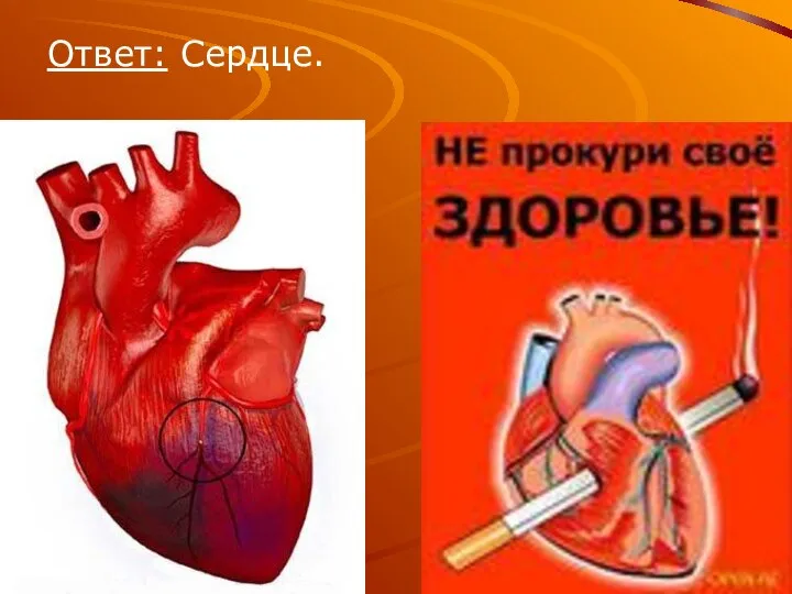 Ответ: Сердце.