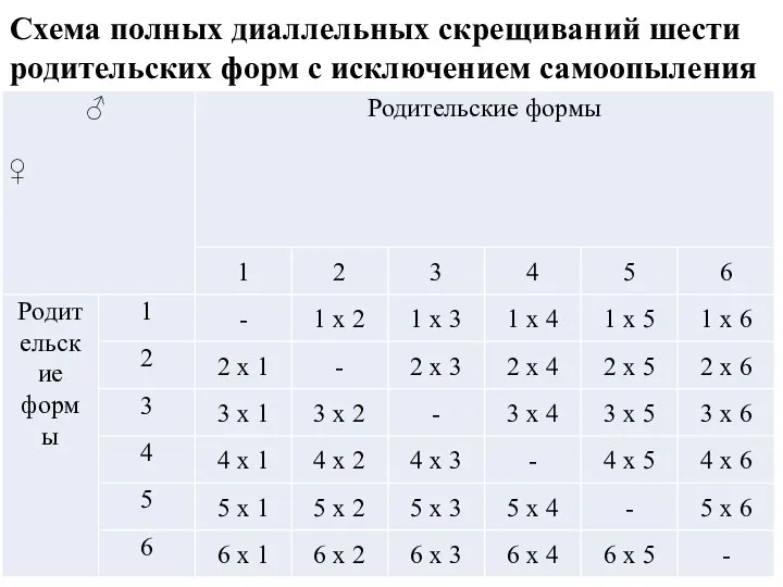 Схема полных диаллельных скрещиваний шести родительских форм с исключением самоопыления