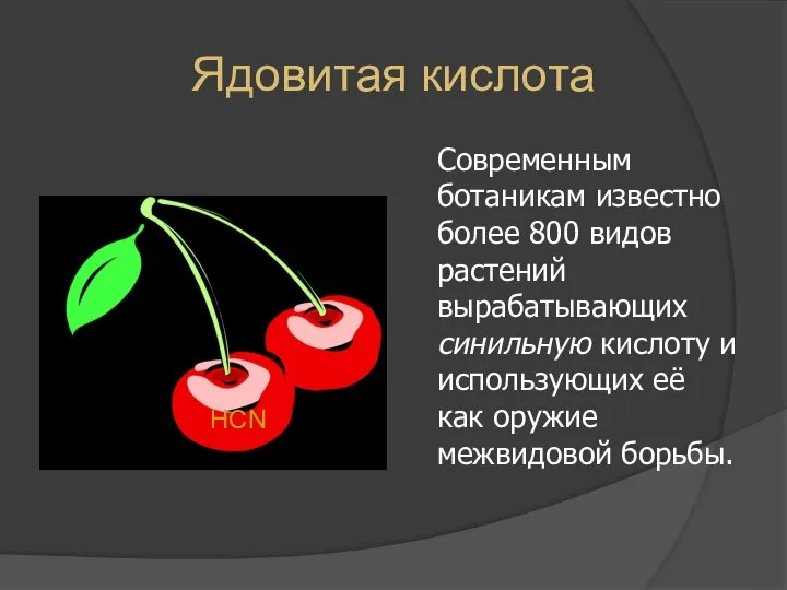 Ядовитая кислота Современным ботаникам известно более 800 видов растений вырабатывающих синильную