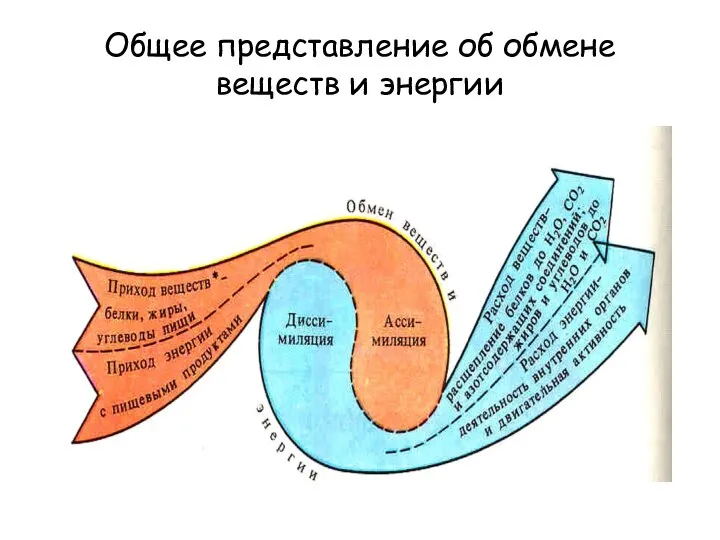 Общее представление об обмене веществ и энергии