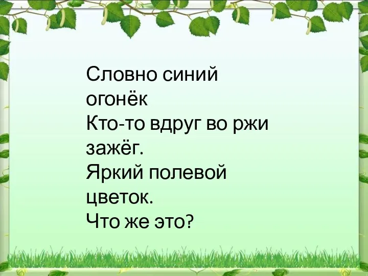 Словно синий огонёк Кто-то вдруг во ржи зажёг. Яркий полевой цветок. Что же это?