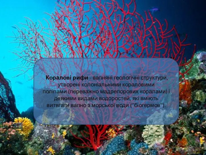 Коралові рифи - вапняні геологічні структури, утворені колоніальними кораловими поліпами (переважно