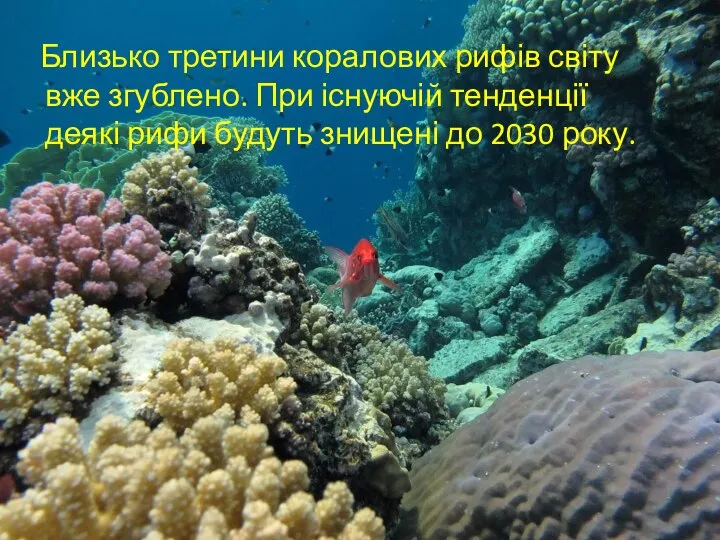 Близько третини коралових рифів світу вже згублено. При існуючій тенденції деякі