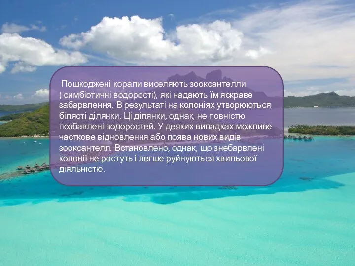 Пошкоджені корали виселяють зооксантелли ( симбіотичні водорості), які надають їм яскраве