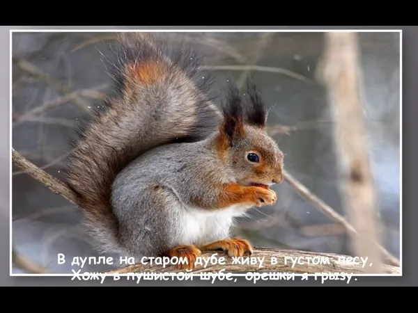 В дупле на старом дубе живу в густом лесу, Хожу в пушистой шубе, орешки я грызу.