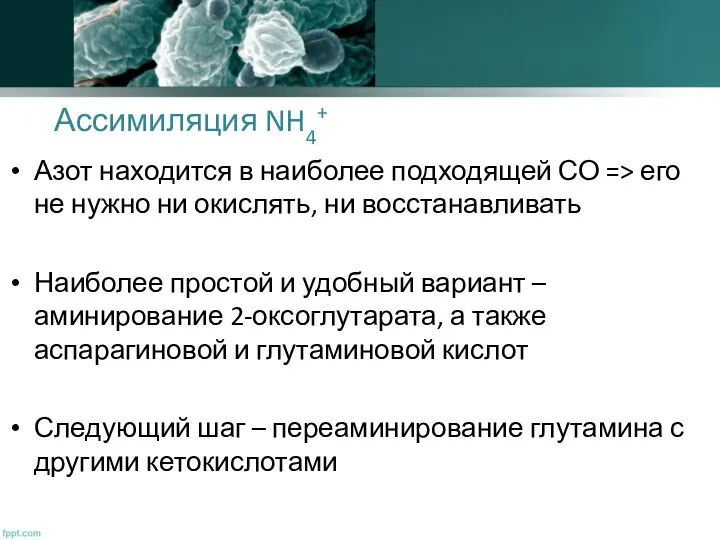 Ассимиляция NH4+ Азот находится в наиболее подходящей СО => его не