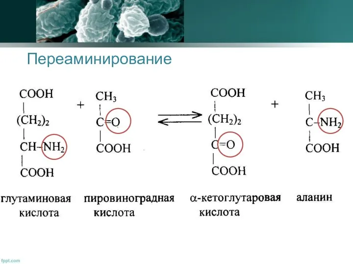 Переаминирование