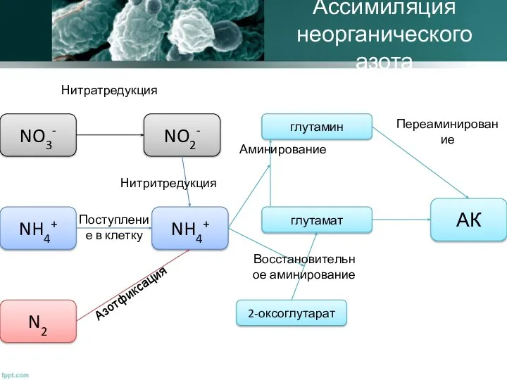 Ассимиляция неорганического азота NH4+ NO3- NO2- N2 NH4+ 2-оксоглутарат глутамат глутамин