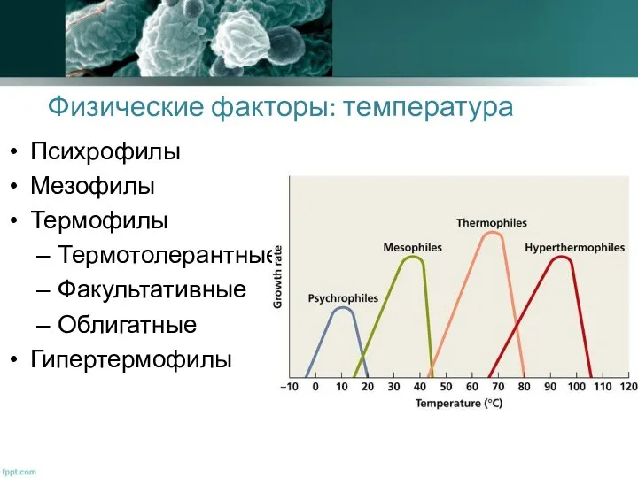 Физические факторы: температура Психрофилы Мезофилы Термофилы Термотолерантные Факультативные Облигатные Гипертермофилы