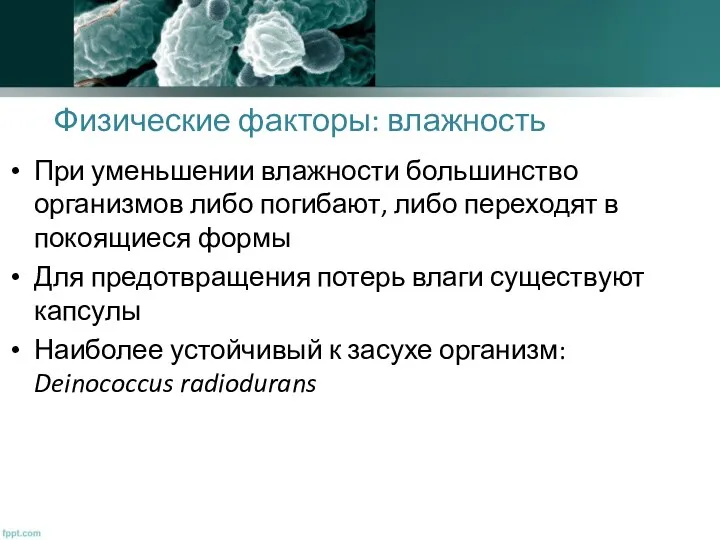 Физические факторы: влажность При уменьшении влажности большинство организмов либо погибают, либо