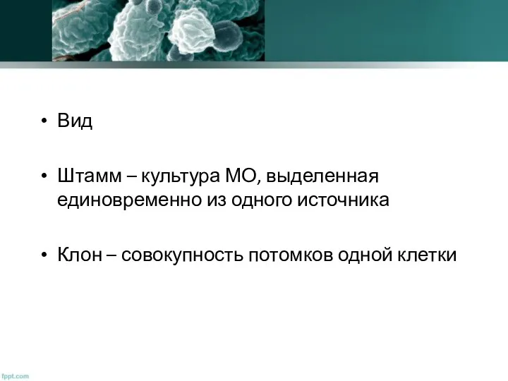 Вид Штамм – культура МО, выделенная единовременно из одного источника Клон – совокупность потомков одной клетки