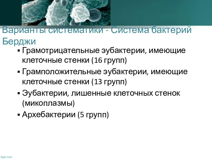 Варианты систематики - Система бактерий Берджи Грамотрицательные эубактерии, имеющие клеточные стенки