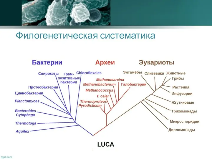 Филогенетическая систематика