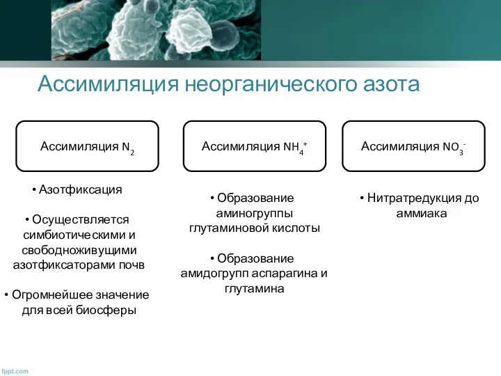 Ассимиляция неорганического азота Ассимиляция N2 Ассимиляция NH4+ Ассимиляция NO3- Азотфиксация Осуществляется