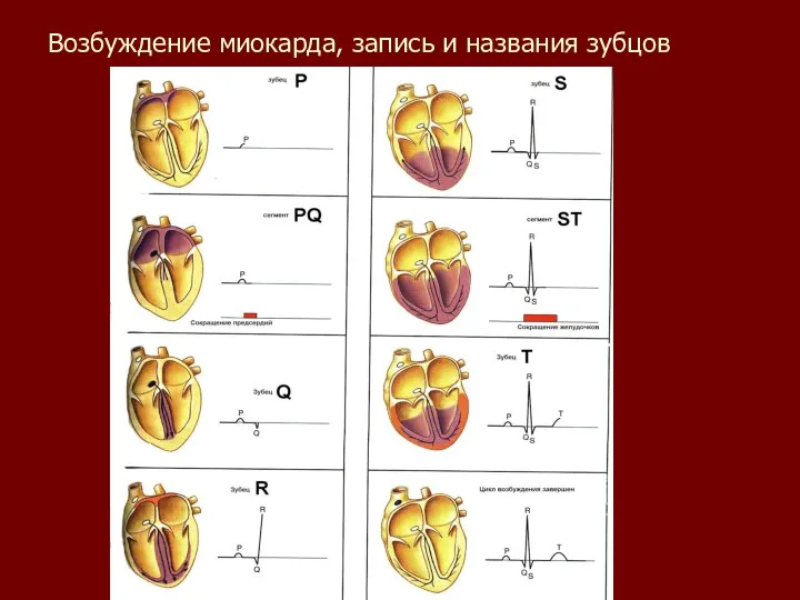 Возбуждение миокарда, запись и названия зубцов